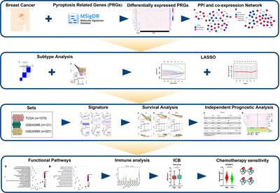 Effect of Pyroptosis-Related Genes on the Prognosis of Breast Cancer